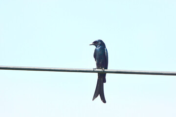 Black Drongo is on a branch