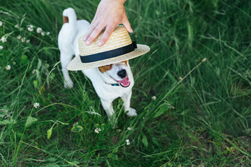 Happy puppy Jack Russell Terrier and his owner playing with strow hat in the summer meadow.