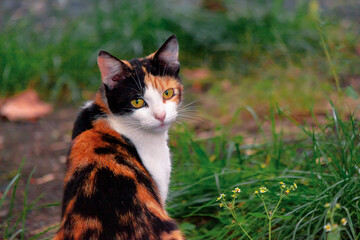 curious calico cat sitting outside. predator in the autumn garden