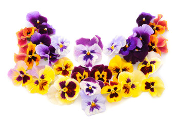 Flowers of garden pansies (viola).