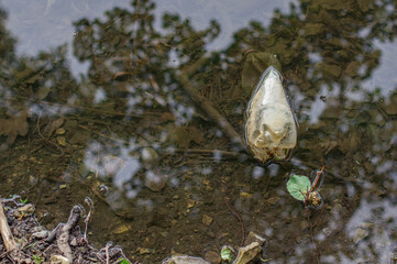 
Plastic bottle at the bottom of the pond