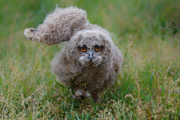 Cute juvenile European Eagle Owl (Bubo bubo) walking over a meadow in Gelderland in  the...