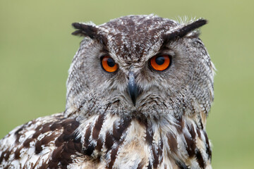 Portrait of a European Eagle Owl (Bubo bubo) with a green meadow in the backgroufd in Gelderland in  the Netherlands.
