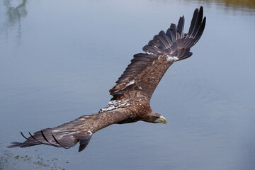 White-tailed Eagle hunting for food in a pool in Gelderland in the Netherlands