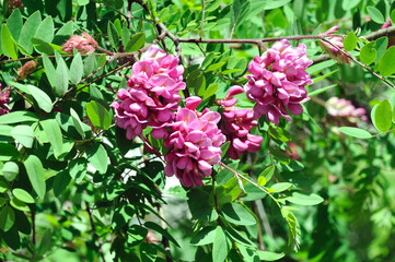 pink acacia flowers on a bush of natural acacia during spring flowering