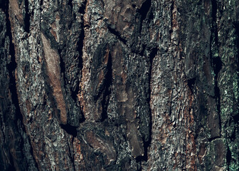 The texture of the pine bark. Beautiful blurred dark background for design.