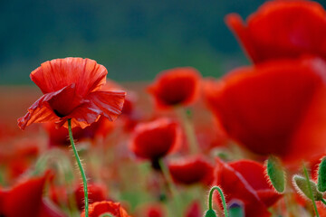 Obraz premium red poppy bloom on meadow in evening light. wonderful nature background in summer landscape