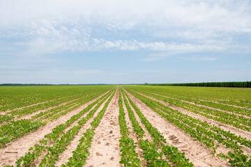 Fototapeta na wymiar Soybean Crop Under Partly Cloudy Skies in Rural Louisiana 