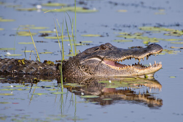 American Alligator in Southwestern Louisiana Marshland 