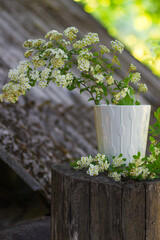 spring flowers in a pot