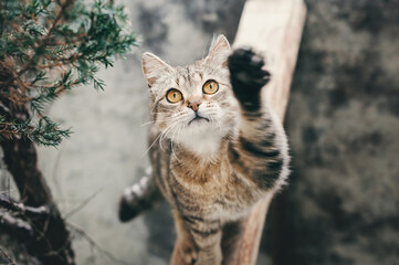 Obraz premium Beautiful cat preys on birds. Multi-colored cat with yellow eyes stands on a wooden board and tries to catch a bird. The cat raised its paw up, cat gives five.