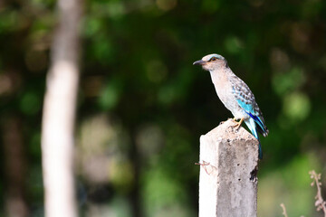indian roller is on a pillar  