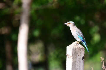 indian roller is on a pillar  