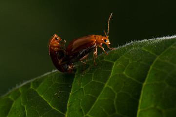 Macro image of lover ladybug in green leaf on black background.Animal insect high resolution and magnification extreme macro.Bug walking on leaves.