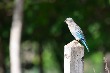 indian roller is on a pillar  