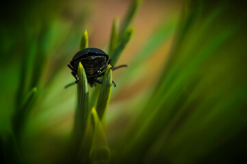 bug life