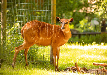 Eine Schirrantilope steht vor einem eingezäunten Grundstück und beobachtet die Umgebung