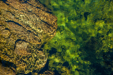 close-up nature stream