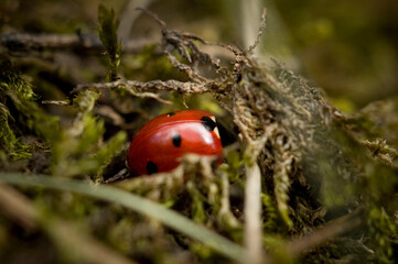 Ladybug close-up