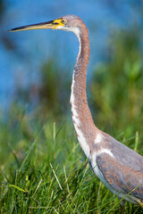 Great Blue Heron Against Blue and Green Background
