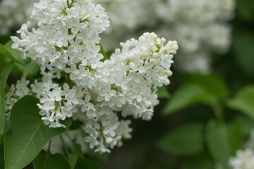 close up of white flowers