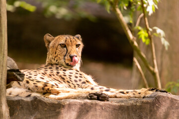 Ein Gepard genießt die sonne und fühlt sich pudelwohl. Er leckt an deiner Nase und beobachtet die...