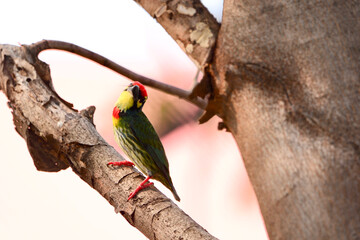 coppersmith barbet is on a branch