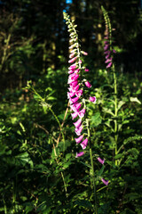 fingerhut am wegrand