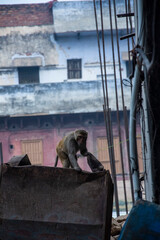 Monkeys on the streets and roofs of Varanasi, India.
