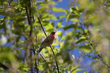 House Finch Sitting On Tree Branch With Blue Sky