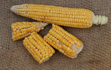 Top View of Fresh Maize or Corn Isolated on Burlap Background