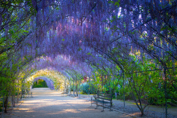 Wisteria Lane in the Adelaide Botanic Gardens, South Australia. - obrazy, fototapety, plakaty