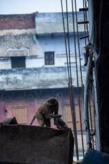 Fototapeta na wymiar Monkeys on the streets and roofs of Varanasi, India.