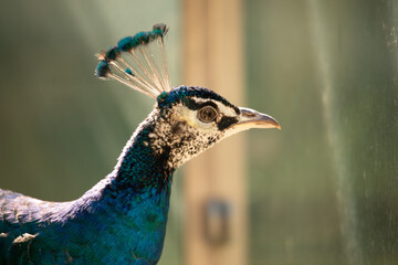 Der eitle Pfau beobachtet sich im Spigel bzw. in einer Scheibe. Er sieht hübsch aus und will es...