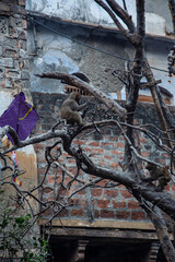 Obraz premium Monkeys on the streets and roofs of Varanasi, India.