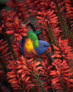 A Rainbow Lorikeet forages for nectar among some aloe flowers in the Adelaide Botanic Gardens, South Australia.