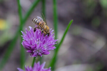Honey bee apis mellifera on Flower head of Garlic (Allium sativum) while collecting pollen