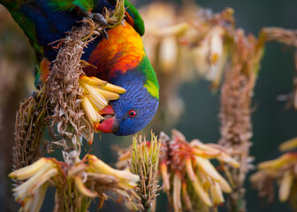 A rainbow lorikeet forages for a meal among some yellow aloe flowers at the Adelaide Botanic...