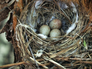 bird's nest with eggs in the wild on a tree