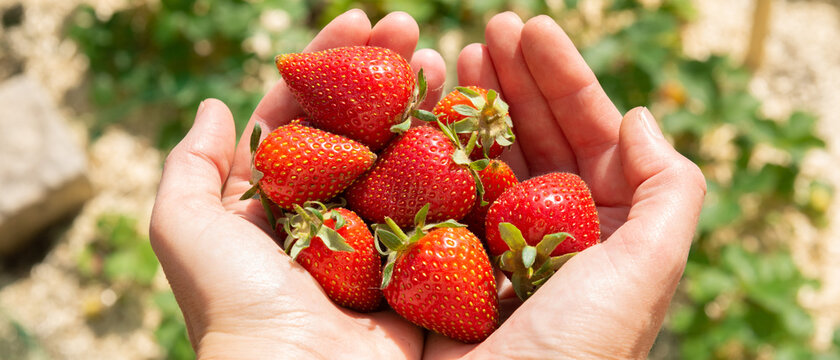Banni&egrave;re de fraises fra&icirc;chement cueillies dans les mains d'une femme