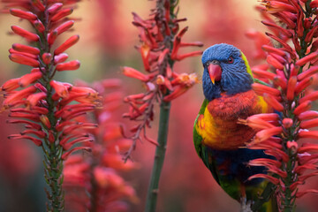 A Rainbow Lorikeet forages for nectar among some aloe flowers in the Adelaide Botanic Gardens, South Australia.