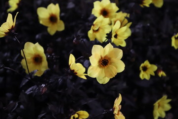 Yellow Flowers