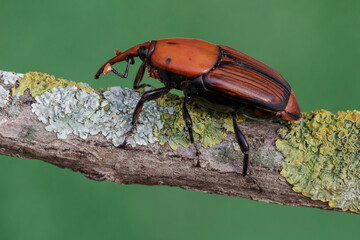 Beetle Rhynchophorus ferrugineus (red palm weevil