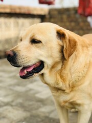 golden Labrador dog