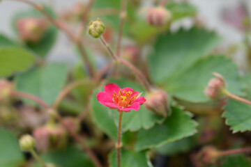 Ornamental Strawberry Pink Panda