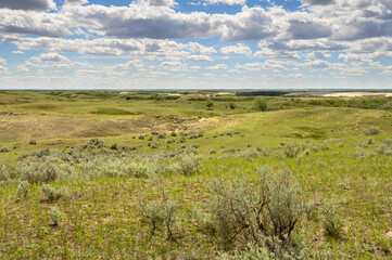 Fototapeta na wymiar Landscape of the Great Sandhills near the town of Leader, Saskatchewan, Canada