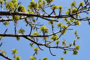 Narrow-leaved ash