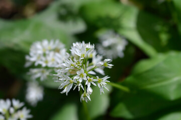 Wild garlic