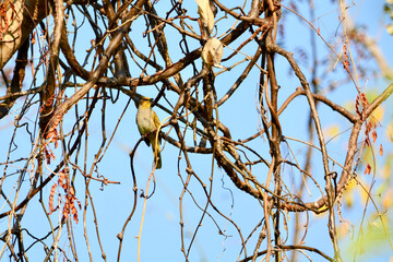 Pycnonotus finlaysoni is on a branch