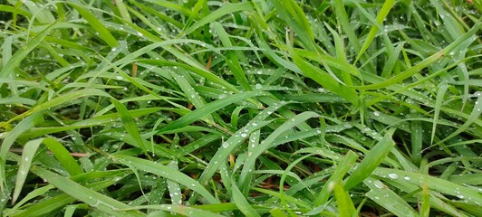 Dew on the top of the grass